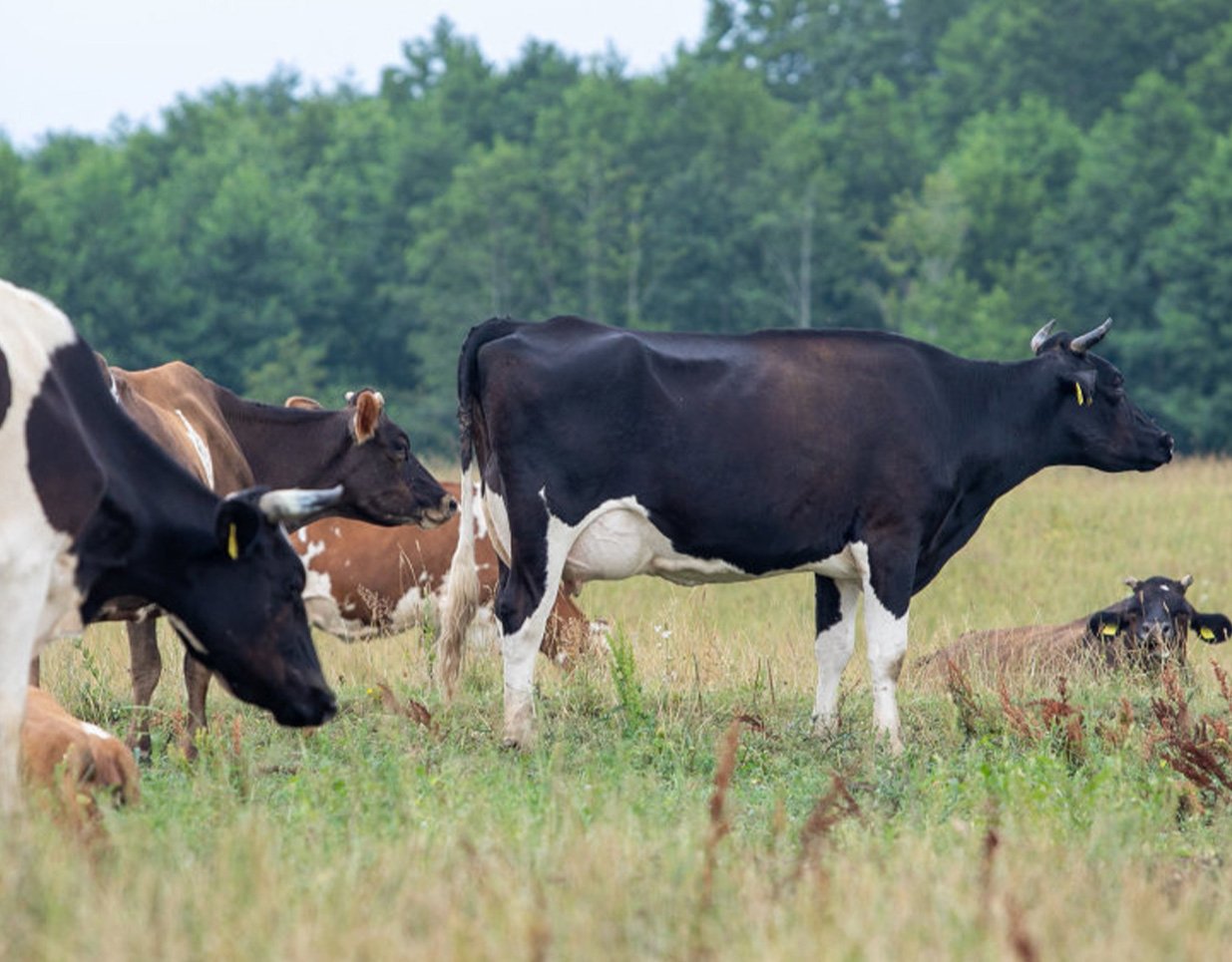 Galvijų poravimo planų sudarymas